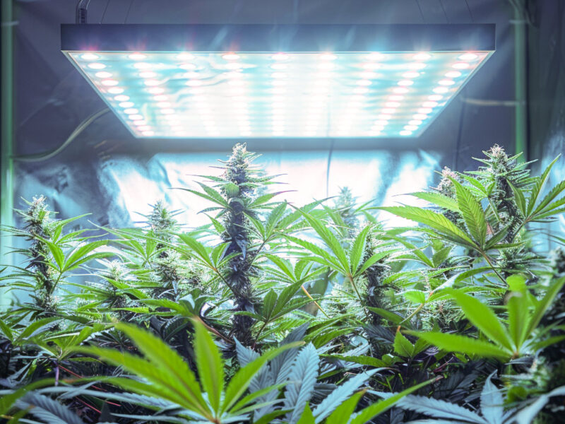 Cannabispflanze in einer Growbox unter einer LED-Leuchte