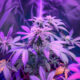 Cannabispflanze in einer Growbox unter einer LED-Leuchte