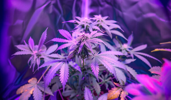 Cannabispflanze in einer Growbox unter einer LED-Leuchte