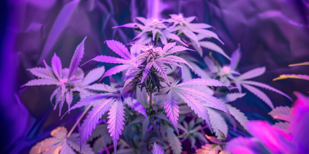 Cannabispflanze in einer Growbox unter einer LED-Leuchte