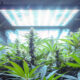 Cannabispflanze in einer Growbox unter einer LED-Leuchte