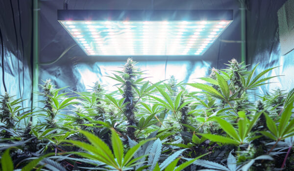 Cannabispflanze in einer Growbox unter einer LED-Leuchte